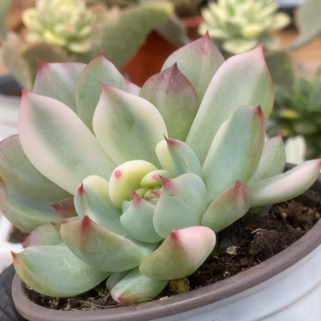 290锦锦锦锦锦锦锦锦