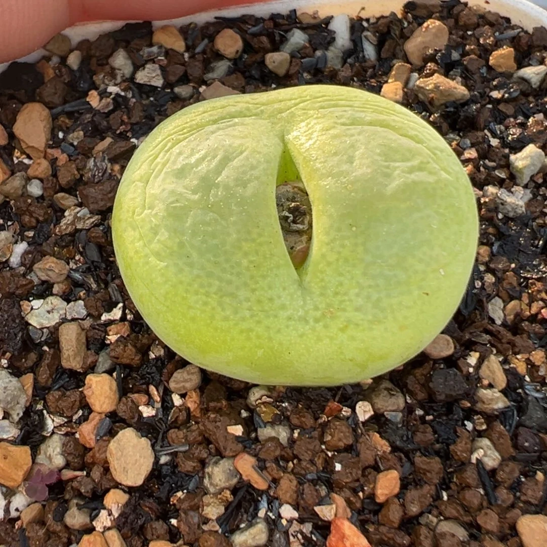 751多肉植物种类多样