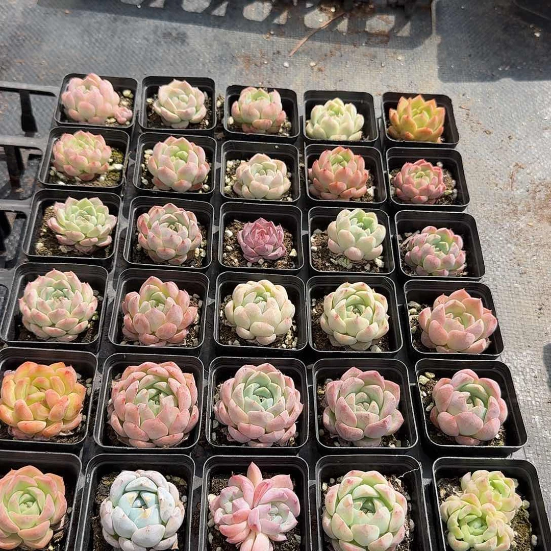 11/11左八美尼糖心珍妮三十颗量拍