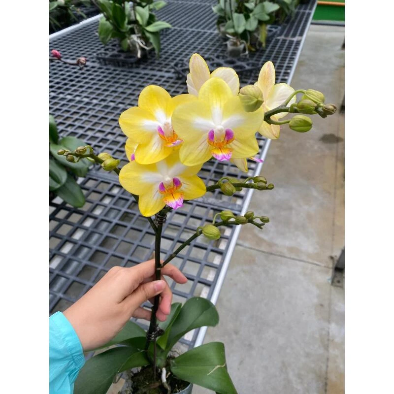 金星公主 蝴蝶兰盆栽(单梗 顺丰包邮）
