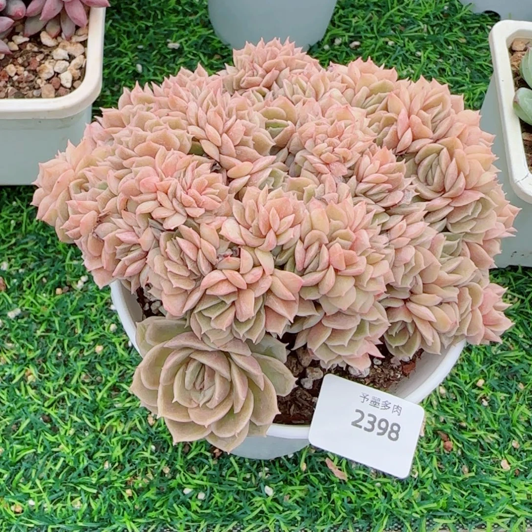 昂缀，2398多肉植物