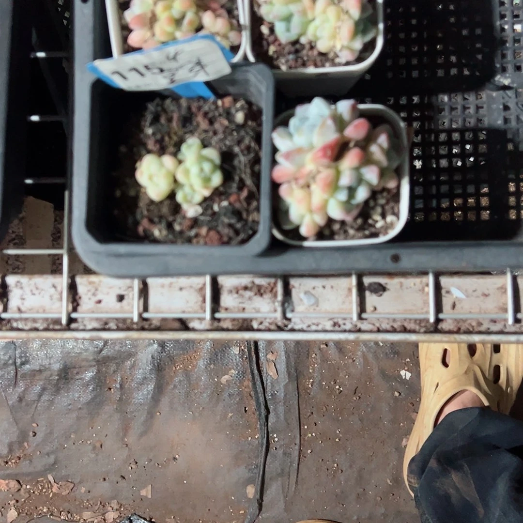精品多肉十八包邮