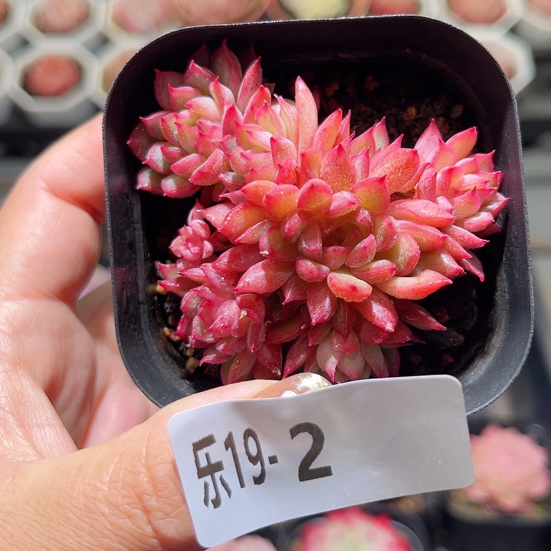 乐20-2 女雏不包整