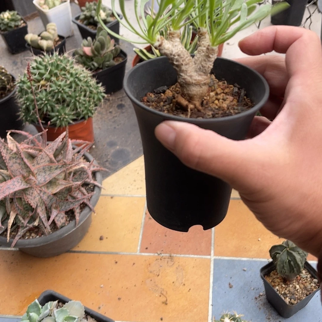 实生刨花厚敦菊一物一拍