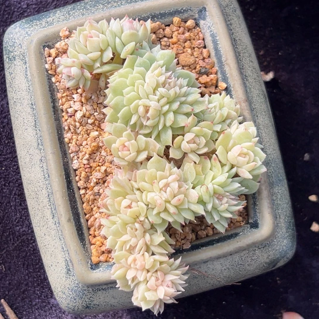 飘***雪新年快乐 新年快乐