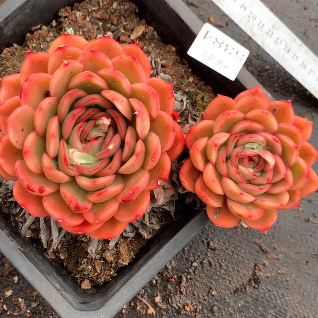 5384杂交多肉植物