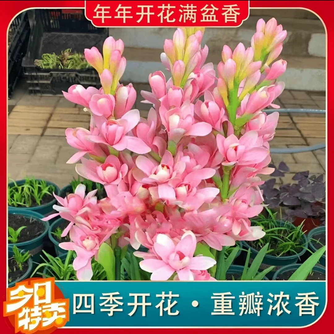 【拍一发二】重瓣晚香玉种球四季种植可盆栽于阳台多年生浓香型