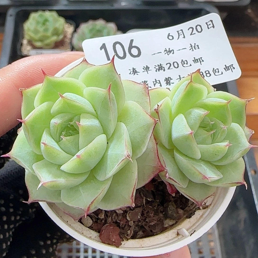 多肉0620-106女王玫瑰花