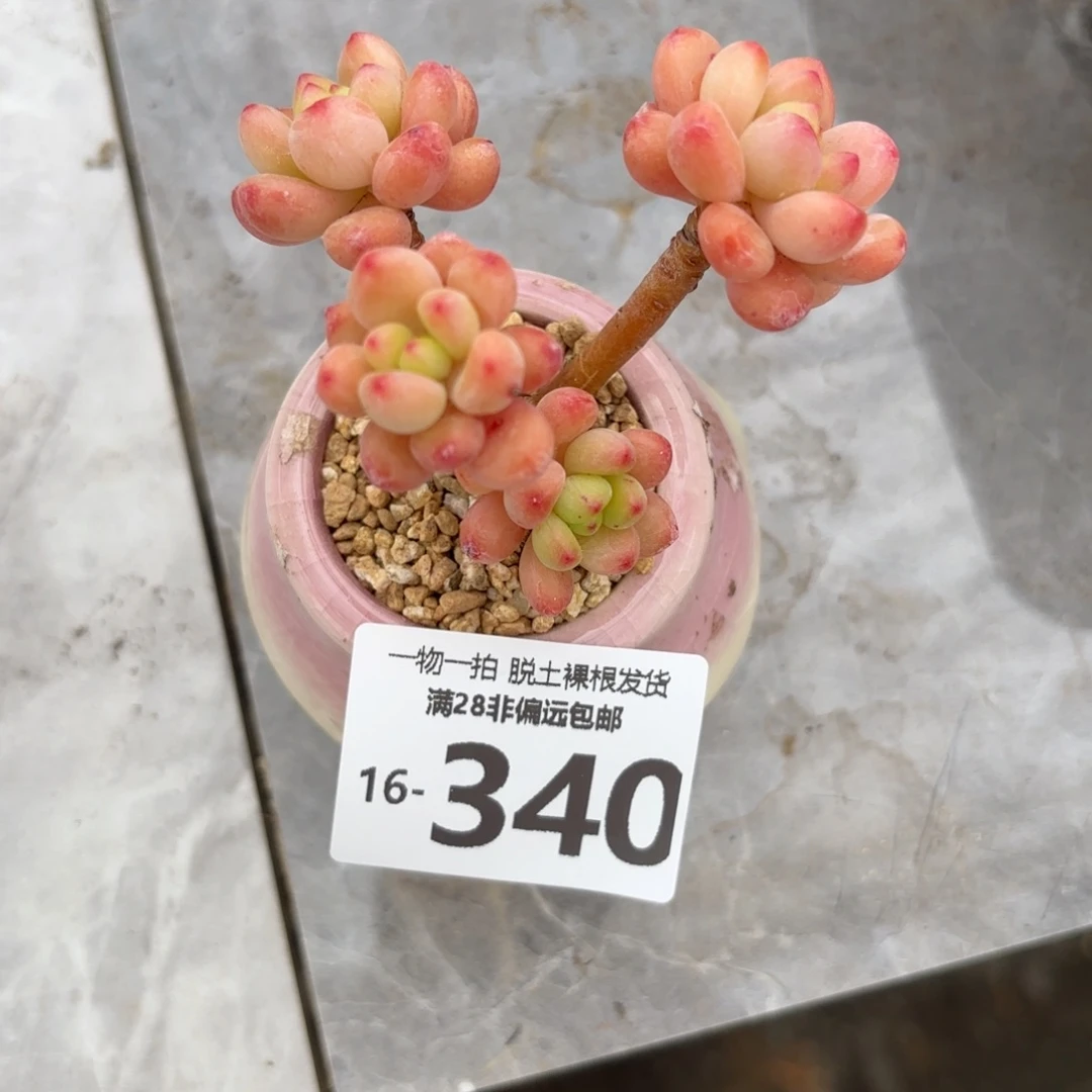 香格里拉老桩多肉多肉