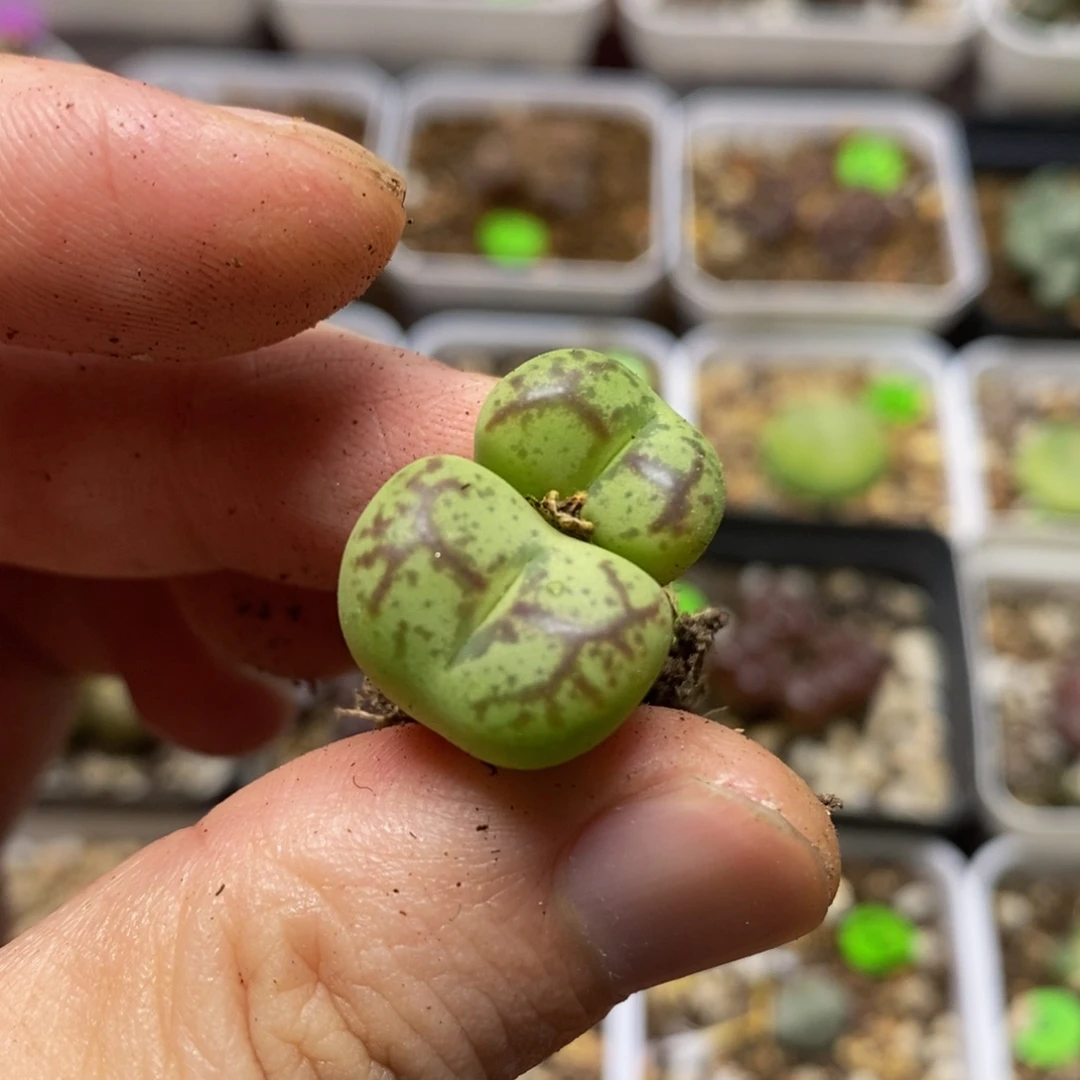 绿底红纹杂交多肉植物70