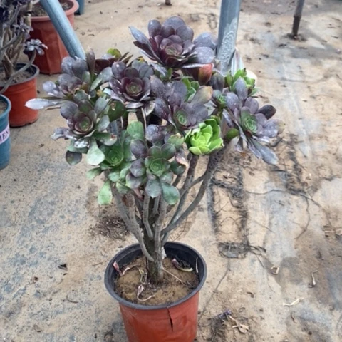 灰圆叶37多肉植物法师