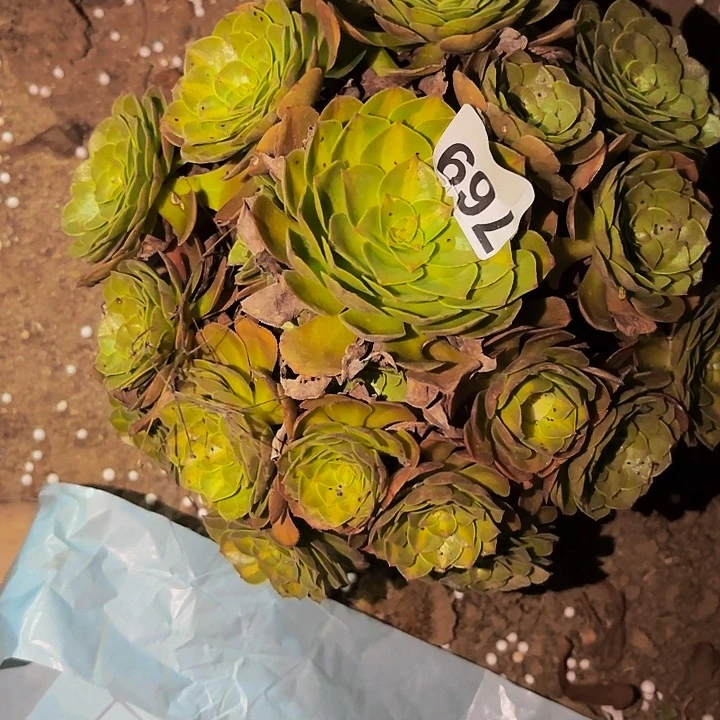 769轮回多肉植物不售后中班