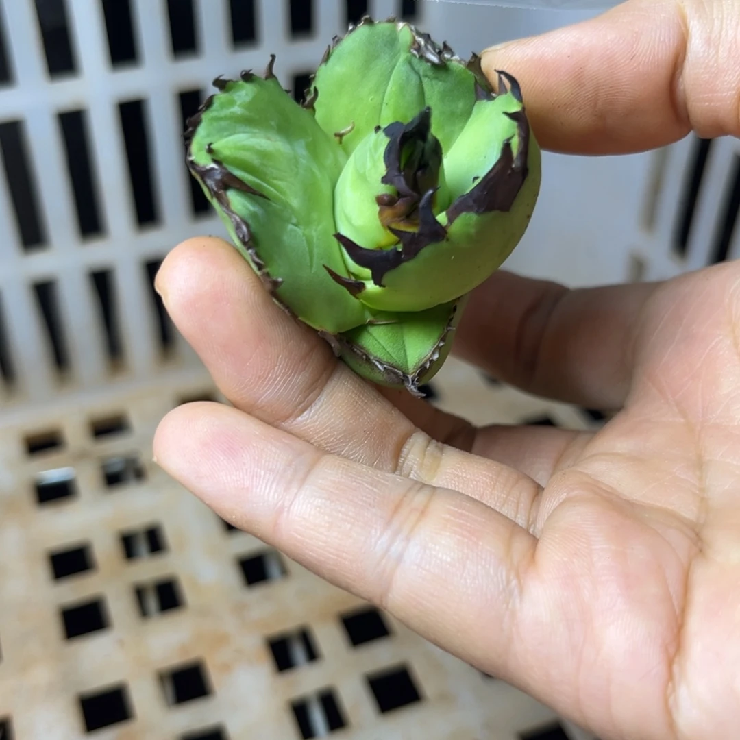 大***错龙舌兰仁王冠芽子