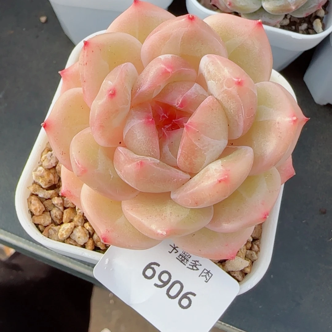 新珍妮，6906多肉植物