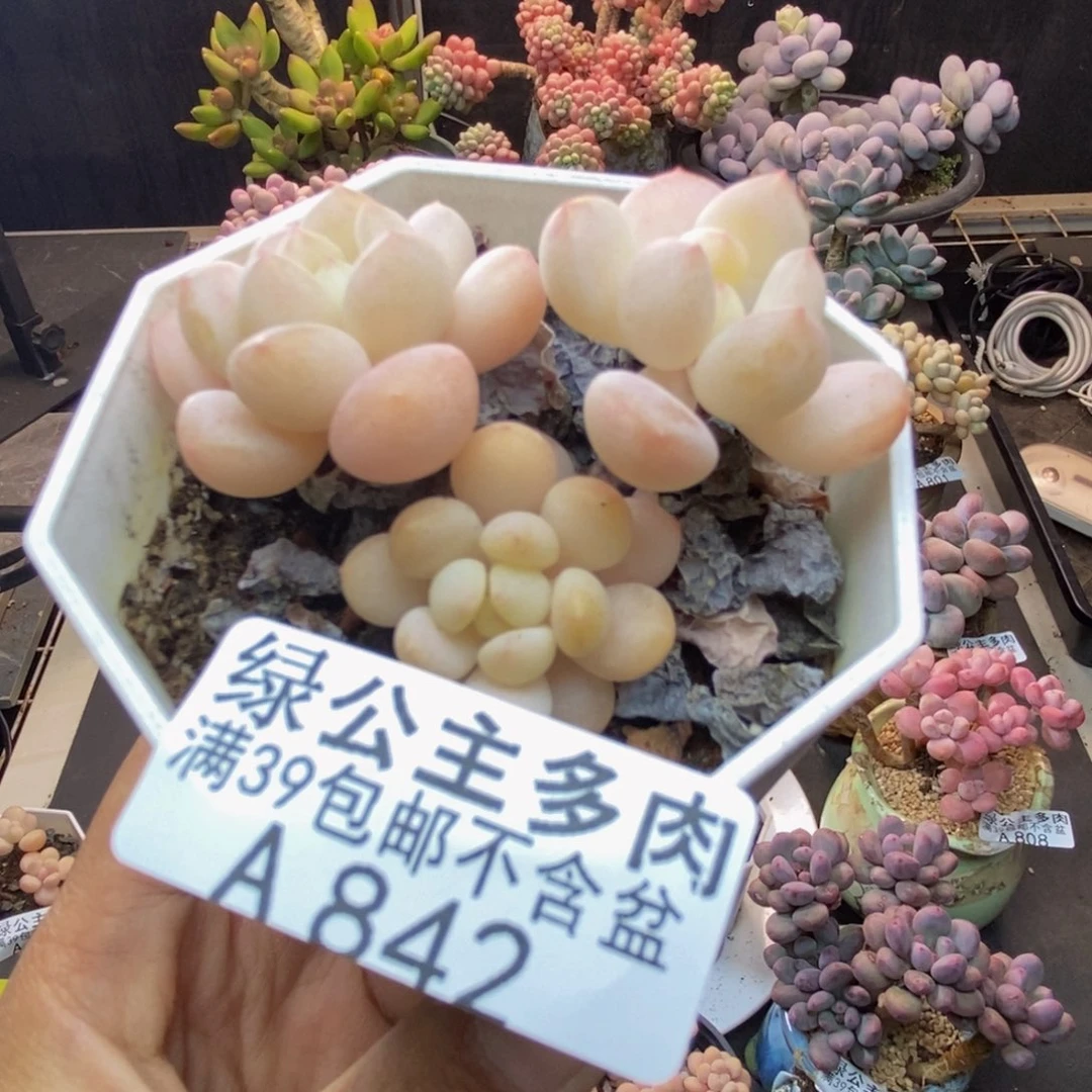 842雪媚娘多肉5c m