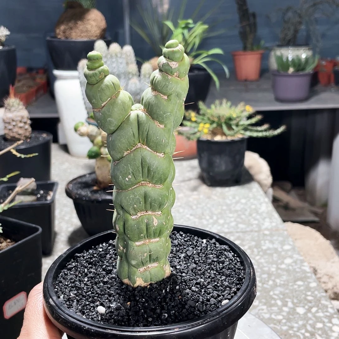 66666666666666666666