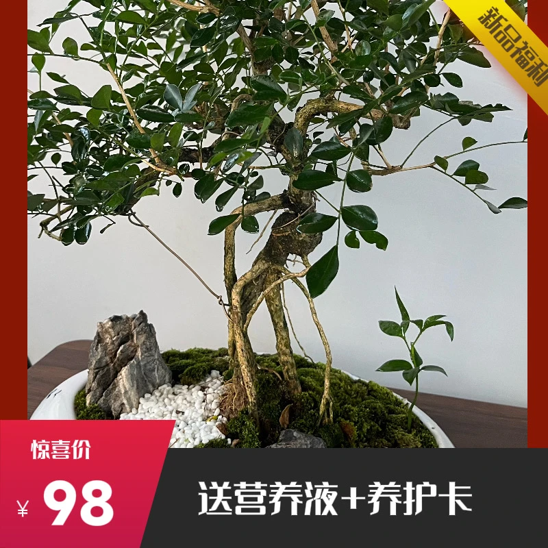 新品福利——飘枝九里香造型盆景净化空气室内观叶绿植盆栽
