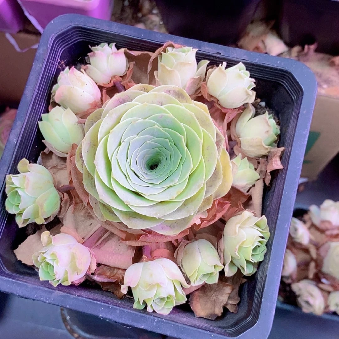 飘***云山地玫瑰福利一物一拍012小玉