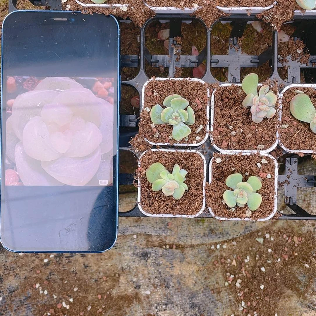 CF4 中苗一个满25包邮