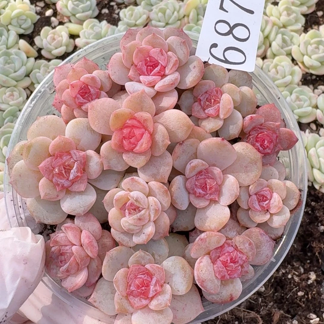 多肉植物多肉植物687