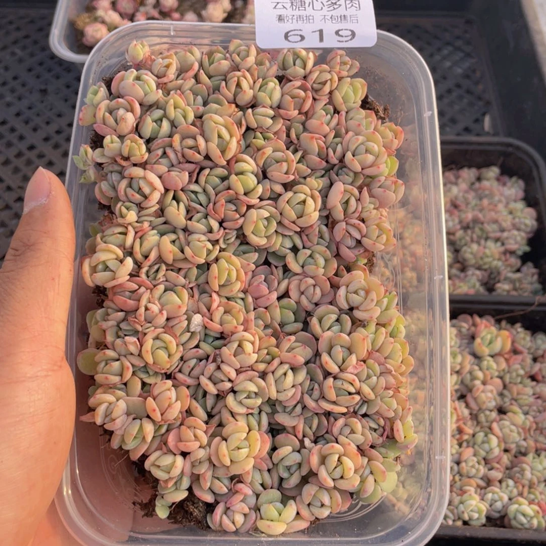 云糖心多肉植物619
