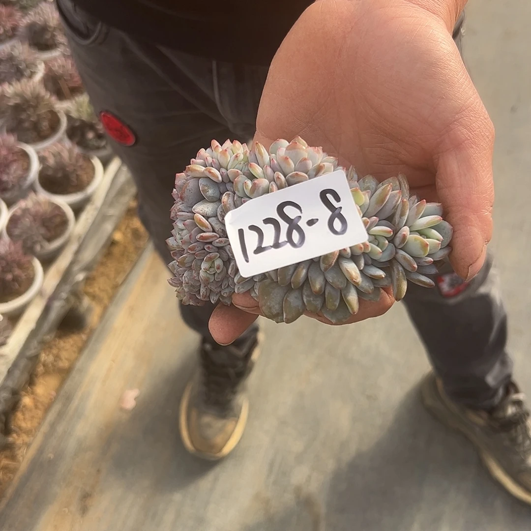 梦***潇1228-8星星橙缀化多肉