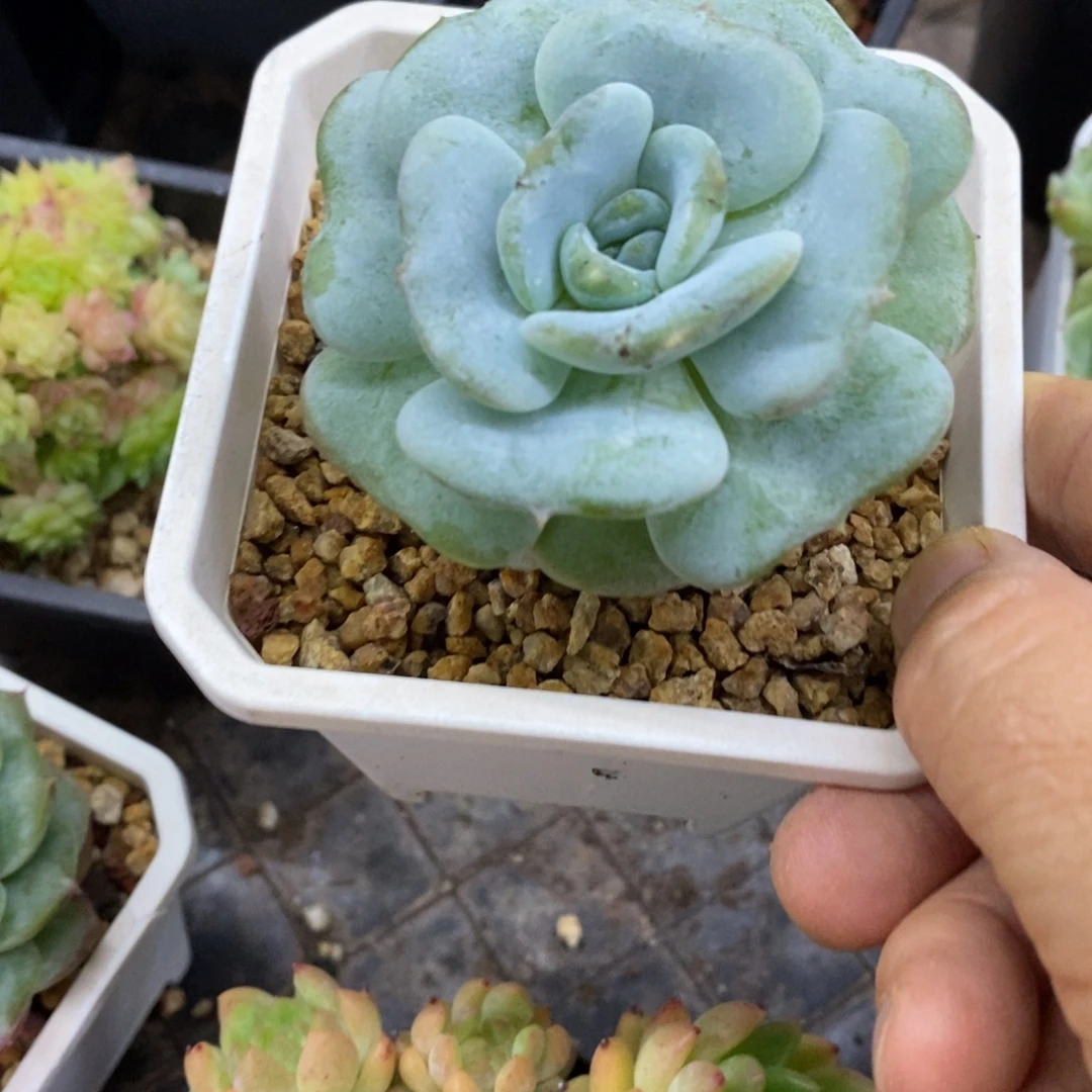 精品多肉一物一拍不包整231