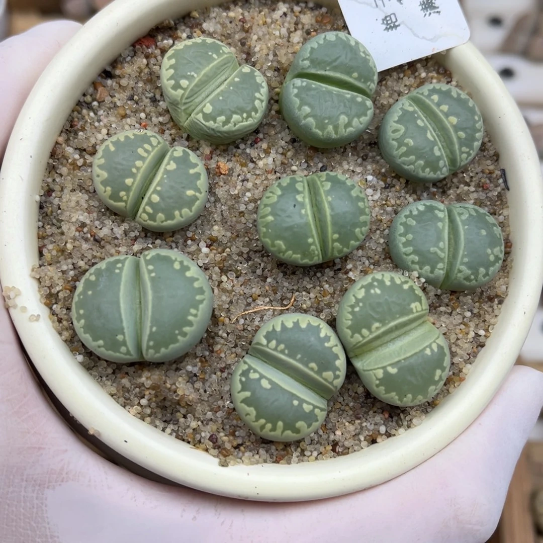 1971号一首绿色大牙