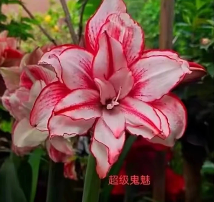 南非进口朱顶红  鬼魅超级白肋鬼魅 小苗明年可看花 非常好养