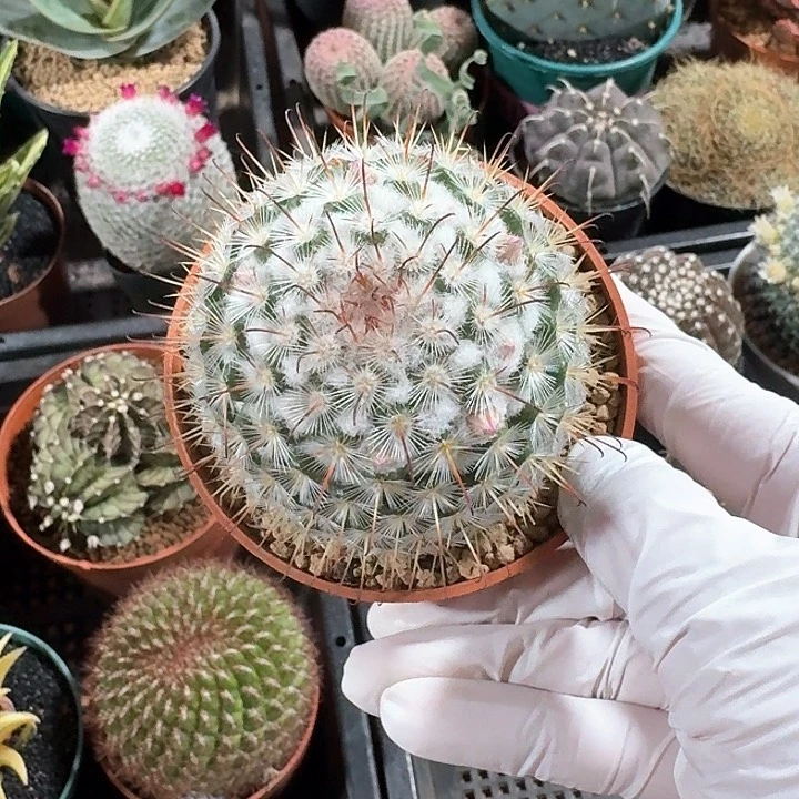 与*丰鸣丸仙人球123