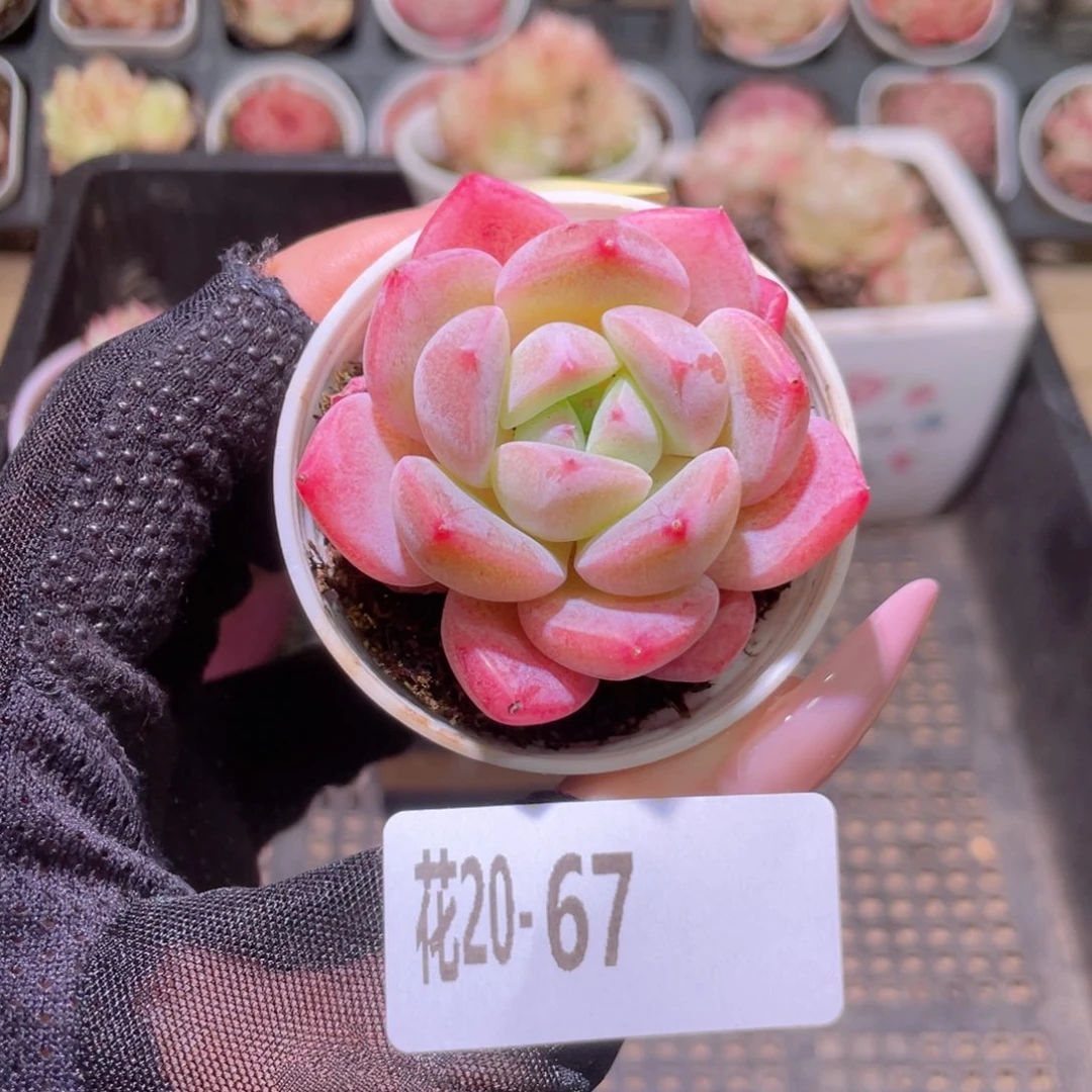 花利美20-67冰娃娃