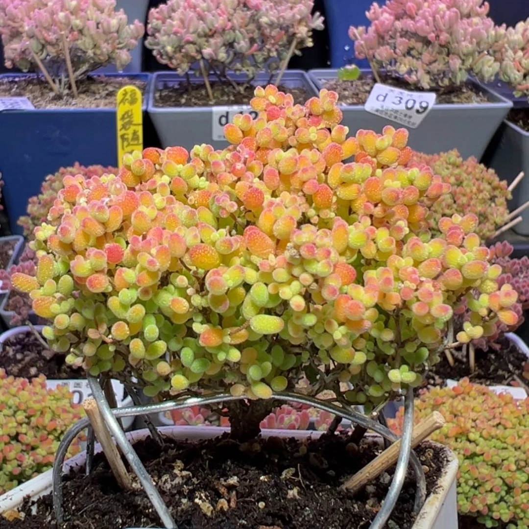 【闪购商品】d437蜜橘糖球枝干番杏