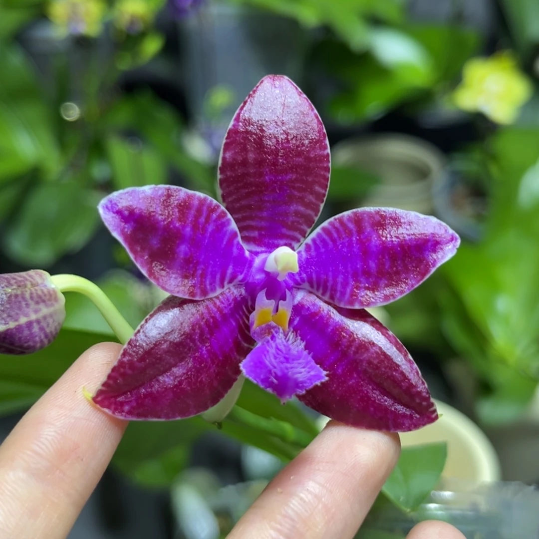 完全开放2.5寸yc70开花株