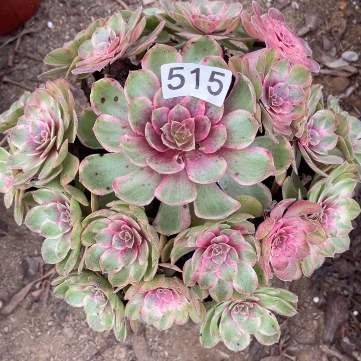 无花朵515多肉植物雨荷变异