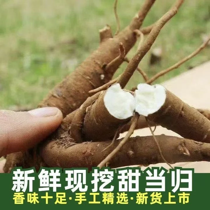 甘肃岷县高山新鲜当归现挖西归土当归菜当归煲汤药膳炖鸡食材鲜活