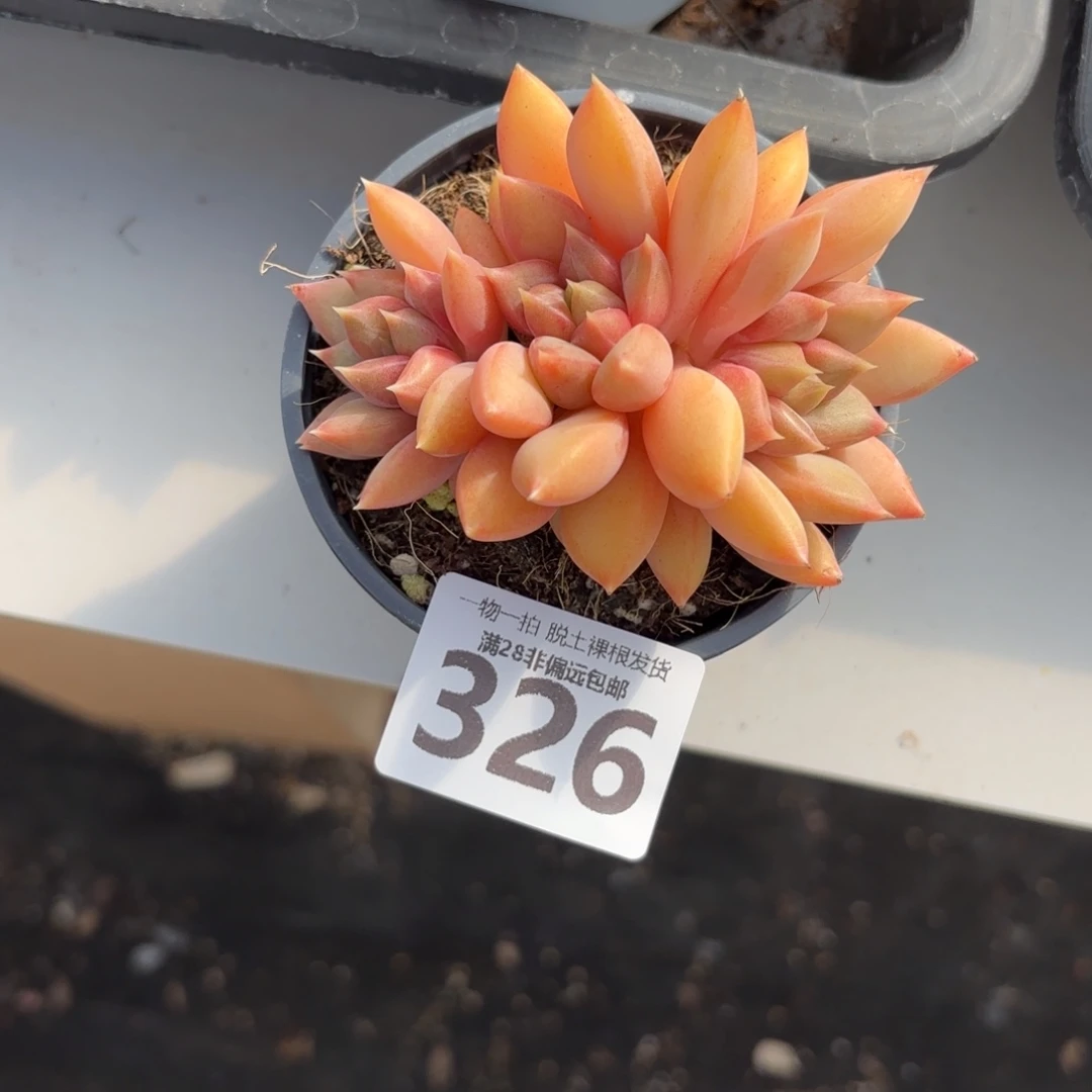 红象牙老桩无盆土发货