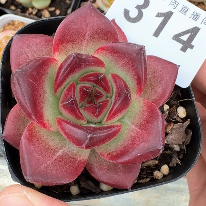 卡宴  开播福利多肉植物