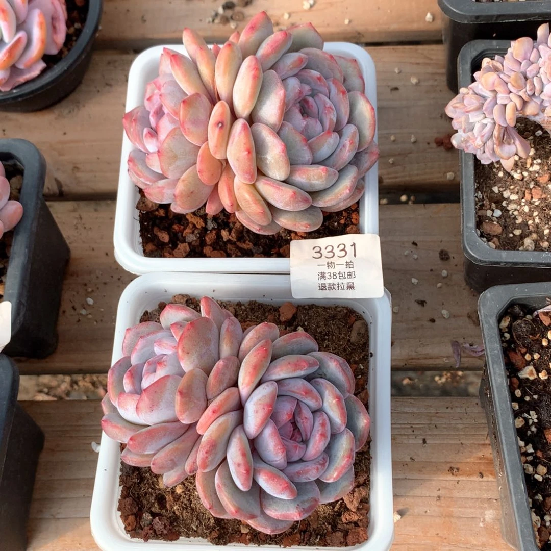 11厘米两颗双头星影3331