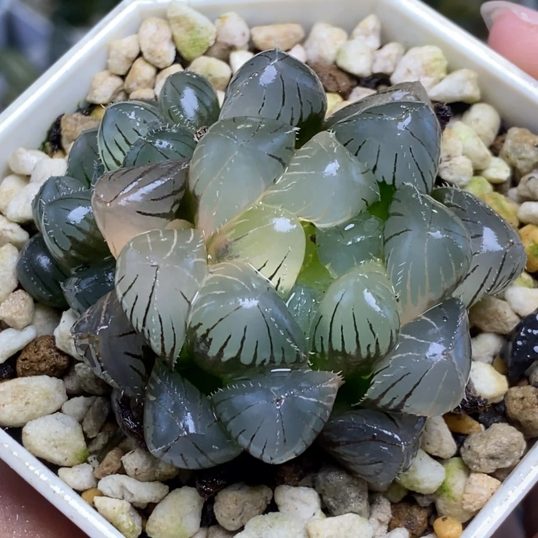 实生玉露锦一物一拍