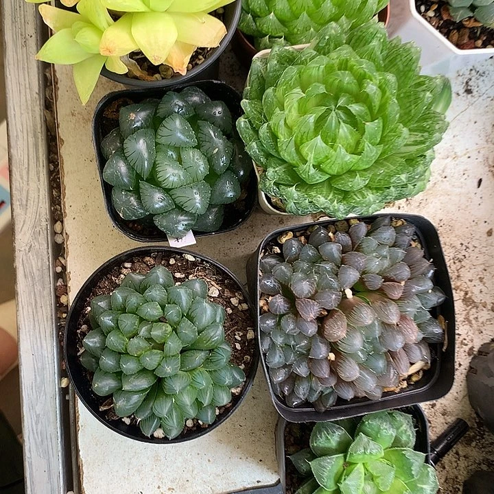 10带盆带土发货包邮