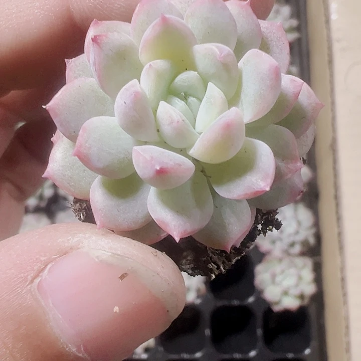 井中玉精品多肉植物大战
