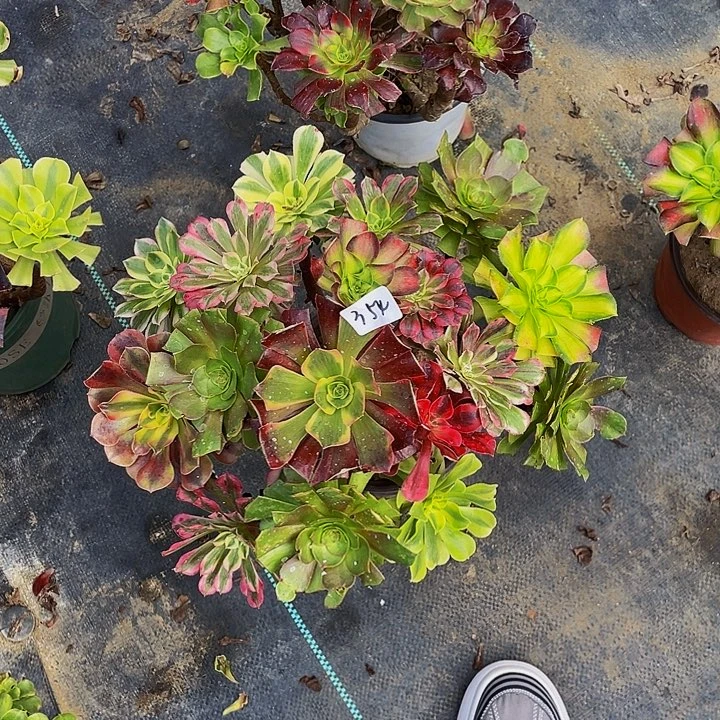 法***毒架接000000000000354号