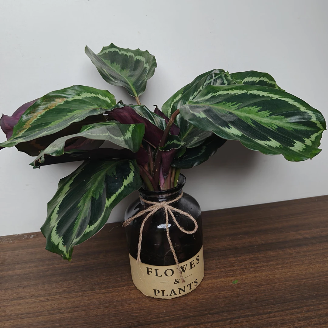 玻璃瓶水培彩虹竹芋观叶花卉室内客厅四季常青易活耐阴绿植盆栽