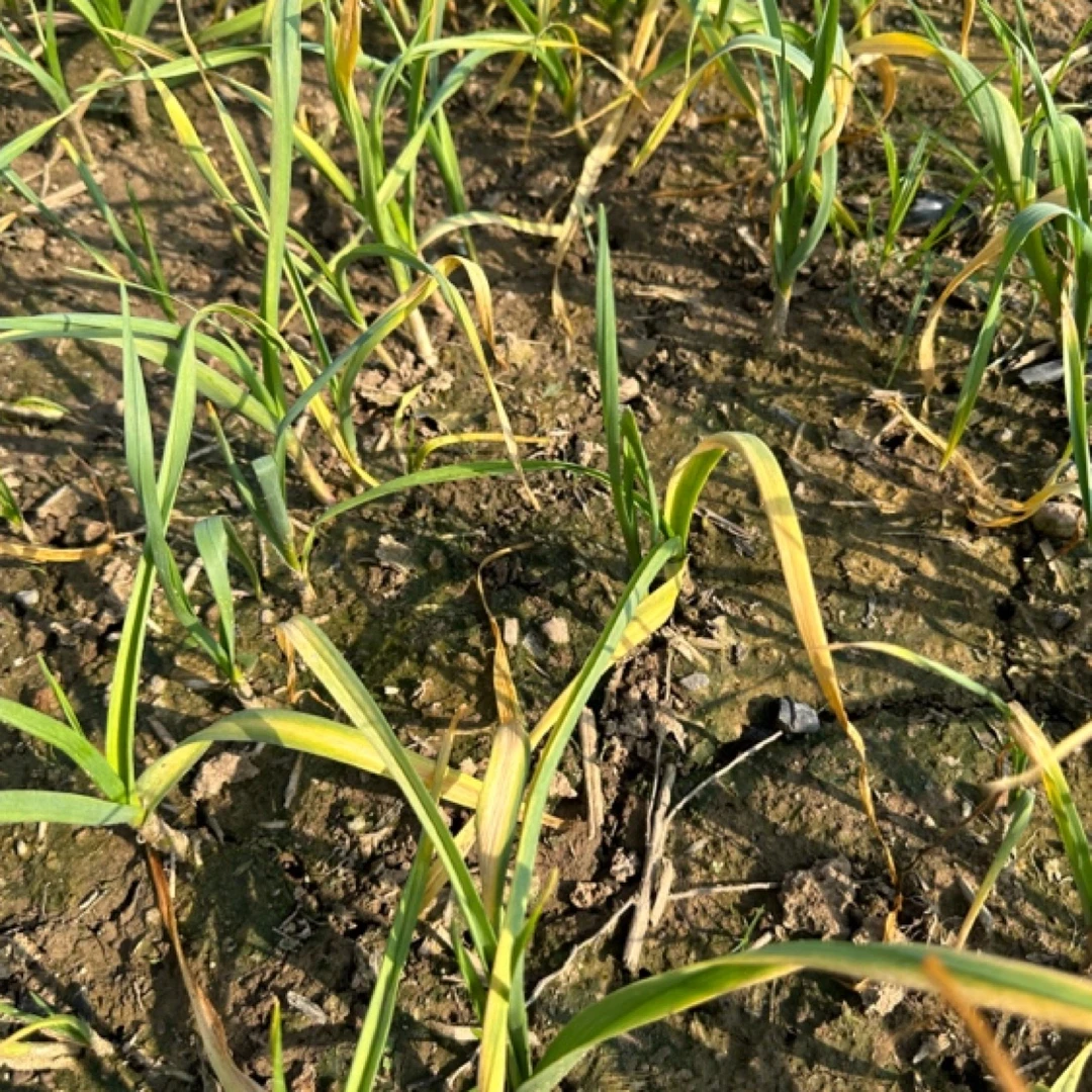 《蒜苗保护伞》五桶水防治疫病叶枯蓟马干枯等蒜苗常见病害