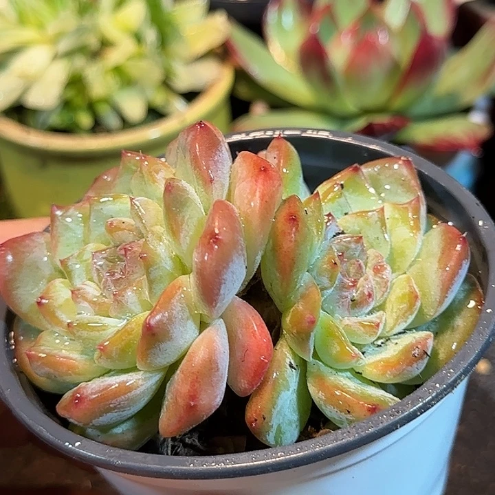 珍妮惊鸿一物一拍包装收缩花旱