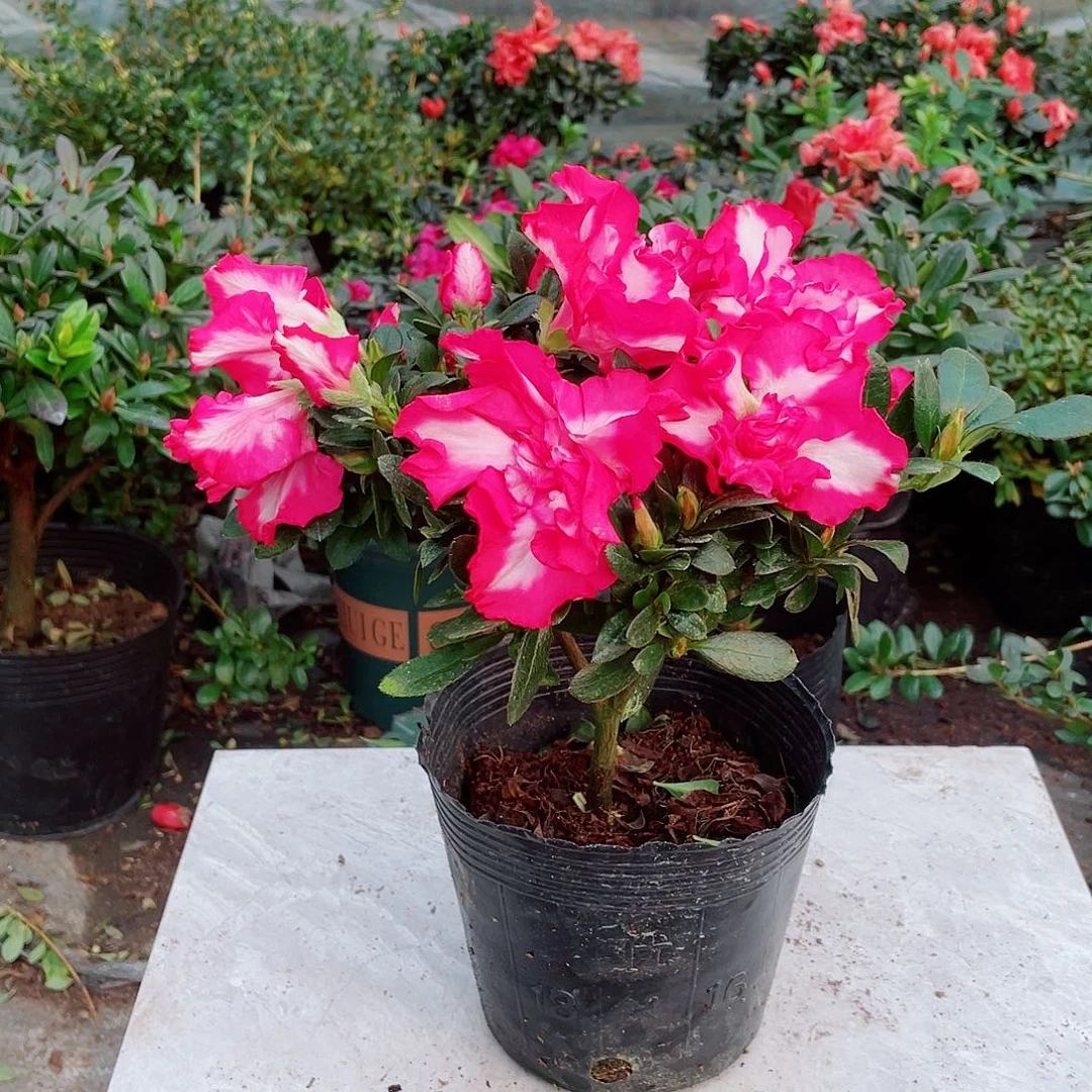 大部分花苞少量开放红西玛杜鹃