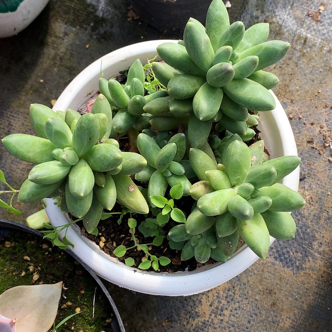 千代田散一物一拍11-8