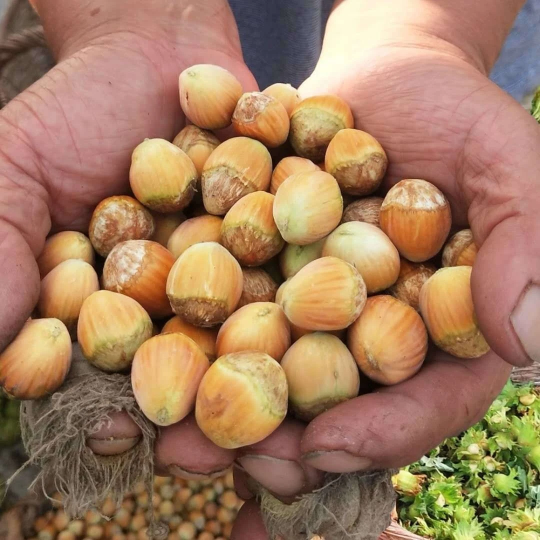 新脱皮鲜榛子粒一等开口大榛子东北铁岭特产休闲美味