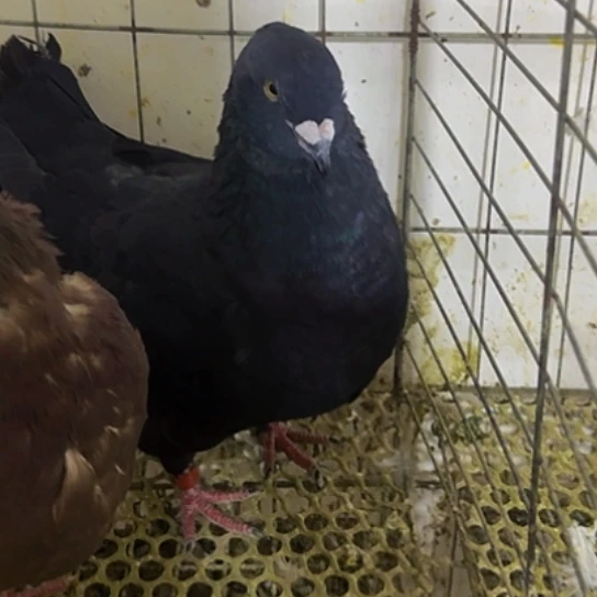 黑色公1只中国大陆