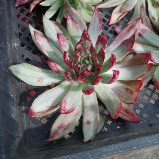 吉赛尔超白锦砍头东云家里的